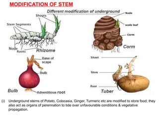 MODIFICATION OF STEM
(i) Underground stems of Potato, Colocasia, Ginger, Turmeric etc are modified to store food; they
also act as organs of perennation to tide over unfavourable conditions & vegetative
propagation.
 