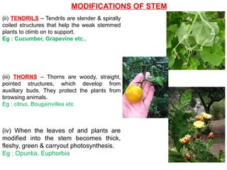 MODIFICATIONS OF STEM
(ii) TENDRILS – Tendrils are slender & spirally
coiled structures that help the weak stemmed
plants to climb on to support.
Eg : Cucumber, Grapevine etc.,
(iii) THORNS – Thorns are woody, straight,
pointed structures, which develop from
auxillary buds. They protect the plants from
browsing animals.
Eg : citrus, Bougainvillea etc
(iv) When the leaves of arid plants are
modified into the stem becomes thick,
fleshy, green & carryout photosynthesis.
Eg : Opuntia, Euphorbia
 
