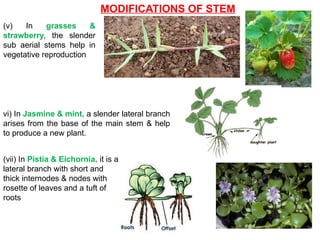 MODIFICATIONS OF STEM
(v) In grasses &
strawberry, the slender
sub aerial stems help in
vegetative reproduction
vi) In Jasmine & mint, a slender lateral branch
arises from the base of the main stem & help
to produce a new plant.
(vii) In Pistia & Eichornia, it is a
lateral branch with short and
thick internodes & nodes with
rosette of leaves and a tuft of
roots
 
