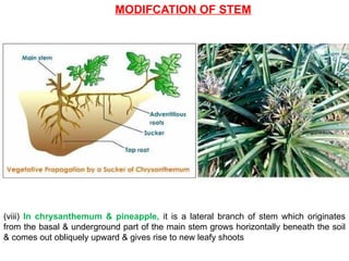 MODIFCATION OF STEM
(viii) In chrysanthemum & pineapple, it is a lateral branch of stem which originates
from the basal & underground part of the main stem grows horizontally beneath the soil
& comes out obliquely upward & gives rise to new leafy shoots
 