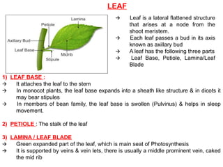 LEAF
🡪 Leaf is a lateral flattened structure
that arises at a node from the
shoot meristem.
🡪 Each leaf passes a bud in its axis
known as axillary bud
🡪 A leaf has the following three parts
🡪 Leaf Base, Petiole, Lamina/Leaf
Blade
1) LEAF BASE :
🡪 It attaches the leaf to the stem
🡪 In monocot plants, the leaf base expands into a sheath like structure & in dicots it
may bear stipules
🡪 In members of bean family, the leaf base is swollen (Pulvinus) & helps in sleep
movement.
2) PETIOLE : The stalk of the leaf
3) LAMINA / LEAF BLADE
🡪 Green expanded part of the leaf, which is main seat of Photosynthesis
🡪 It is supported by veins & vein lets, there is usually a middle prominent vein, caked
the mid rib
 