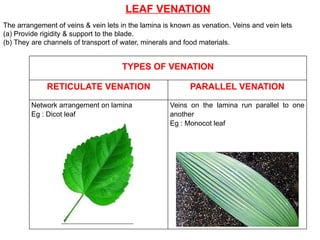 LEAF VENATION
The arrangement of veins & vein lets in the lamina is known as venation. Veins and vein lets
(a) Provide rigidity & support to the blade.
(b) They are channels of transport of water, minerals and food materials.
TYPES OF VENATION
RETICULATE VENATION PARALLEL VENATION
Network arrangement on lamina
Eg : Dicot leaf
Veins on the lamina run parallel to one
another
Eg : Monocot leaf
 