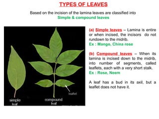 TYPES OF LEAVES
Based on the incision of the lamina leaves are classified into
Simple & compound leaves
(a) Simple leaves – Lamina is entire
or when incised, the incisors do not
rundown to the midrib.
Ex : Mango, China rose
(b) Compound leaves – When its
lamina is incised down to the midrib,
into number of segments, called
leaflets, each with a very short stalk.
Ex : Rose, Neem
A leaf has a bud in its axil, but a
leaflet does not have it.
 