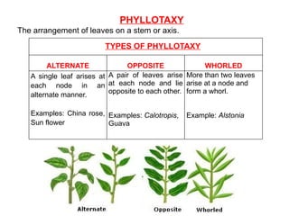 PHYLLOTAXY
The arrangement of leaves on a stem or axis.
TYPES OF PHYLLOTAXY
ALTERNATE OPPOSITE WHORLED
A single leaf arises at
each node in an
alternate manner.
Examples: China rose,
Sun flower
A pair of leaves arise
at each node and lie
opposite to each other.
Examples: Calotropis,
Guava
More than two leaves
arise at a node and
form a whorl.
Example: Alstonia
 