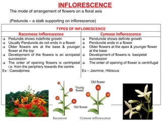 INFLORESCENCE
The mode of arrangement of flowers on a floral axis
(Peduncle – a stalk supporting on inflorescence)
TYPES OF INFLORESCENCE
Racemose Inflorescence Cymose Inflorescence
🡪 Pedundle shows indefinite growtn
🡪 Usually Penduncle do not ends in a flower
🡪 Older flowers are at the base & younger
flower at the top
🡪 Development of the flowers is an acropetal
succession
🡪 The order of opening flowers is centripetal
i.e. from the periphery towards the centre
Ex : Caesalpinea
🡪 Penduncle shows definite growth
🡪 Penduncle ends in a flower
🡪 Older flowers at the apex & younger flower
at the base
🡪 Development of flowers is basipetal
succession
🡪 The order of opening of flower is centrifugal
Ex – Jasmine, Hibiscus
 