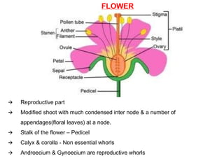 FLOWER
🡪 Reproductive part
🡪 Modified shoot with much condensed inter node & a number of
appendages(floral leaves) at a node.
🡪 Stalk of the flower – Pedicel
🡪 Calyx & corolla - Non essential whorls
🡪 Androecium & Gynoecium are reproductive whorls
 