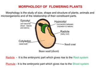 MORPHOLOGY OF FLOWERING PLANTS
Morphology is the study of size, shape and structure of plants, animals and
microorganisms and of the relationship of their constituent parts.
Radicle - It is the embryonic part which gives rise to the Root system
Plumule - It is the embryonic part which gives rise to the Shoot system
 