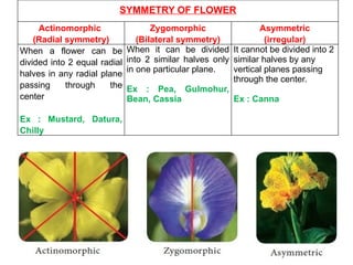 SYMMETRY OF FLOWER
Actinomorphic
(Radial symmetry)
Zygomorphic
(Bilateral symmetry)
Asymmetric
(irregular)
When a flower can be
divided into 2 equal radial
halves in any radial plane
passing through the
center
Ex : Mustard, Datura,
Chilly
When it can be divided
into 2 similar halves only
in one particular plane.
Ex : Pea, Gulmohur,
Bean, Cassia
It cannot be divided into 2
similar halves by any
vertical planes passing
through the center.
Ex : Canna
 