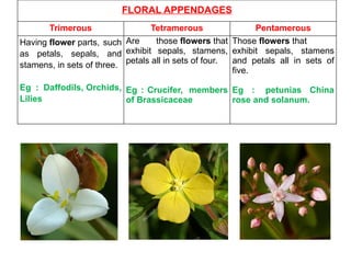 FLORAL APPENDAGES
Trimerous Tetramerous Pentamerous
Having flower parts, such
as petals, sepals, and
stamens, in sets of three.
Eg : Daffodils, Orchids,
Lilies
Are those flowers that
exhibit sepals, stamens,
petals all in sets of four.
Eg : Crucifer, members
of Brassicaceae
Those flowers that
exhibit sepals, stamens
and petals all in sets of
five.
Eg : petunias China
rose and solanum.
 
