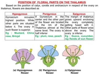 Hypogynous Perigynous Epigynous
Gynoecium occupies
highest position. While
other parts are situated
below it. The ovary in
such flower is superior.
Eg : Mustard, China
rose, Brinjal
If Gynoecium in the
center and the other part
of the flower are located
on the rim of the
Thalamus almost at the
same level. The ovary is
half inferior
Eg : plum, rose, peach
The margin of thalamus
grows upward enclosing
the ovary completely
getting fused with it.
Other parts of flower arise
above the ovary. The
ovary is inferior.
Eg : Guava, cucumber,
ray florets of sun flower
POSITION OF FLORAL PARTS ON THE THALAMUS
Based on the position of calyx, corolla and androecium in respect of the ovary on
thalamus, flowers are described as
 