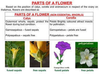 PARTS OF A FLOWER (NON ESSENTIAL WHORLS)
Calyx Corolla
Outermost whorls, sepals, protect the
flower during bud condition.
Gamosepalous – fused sepals
Polysepalous – sepals free
Petals Brightly coloured attract insects
for pollination.
Gamopetalous – petals are fused
Polypetalous – petals free
PARTS OF A FLOWER
Based on the position of calyx, corolla and androecium in respect of the ovary on
thalamus, flowers are described as
fused sepals free sepals fused petals free petals
 