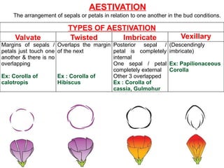 TYPES OF AESTIVATION
Valvate Twisted Imbricate Vexillary
Margins of sepals /
petals just touch one
another & there is no
overlapping
Ex: Corolla of
calotropis
Overlaps the margin
of the next
Ex : Corolla of
Hibiscus
Posterior sepal /
petal is completely
internal
One sepal / petal
completely external
Other 3 overlapped
Ex : Corolla of
cassia, Gulmohur
(Descendingly
imbricate)
Ex: Papilionaceous
Corolla
AESTIVATION
The arrangement of sepals or petals in relation to one another in the bud conditions.
 