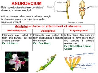 Adelphy – Union or attachment of stamens
Monoadelphous Diadelphous Polyadelphous
Filaments are united to
form one bundle, but the
anthers are free
Ex : Hibiscus
Filaments are united to
form two bundles & anthers
remain free
Ex : Pea, Bean
In few plants, filaments are
united to form more than
two bundles & anthers
remain free
Ex : Silk cotton, Lemon,
Castor
ANDROECIUM
Male reproductive structure, consists of
stamens or microsporophyll.
Anther contains pollen sacs or microsporangia
in which numerous microspores or pollen
grains are present.
 