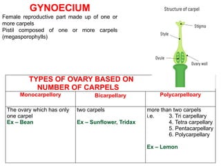 TYPES OF OVARY BASED ON
NUMBER OF CARPELS
Monocarpellory Bicarpellary Polycarpelloary
The ovary which has only
one carpel
Ex – Bean
two carpels
Ex – Sunflower, Tridax
more than two carpels
i.e. 3. Tri carpellary
4. Tetra carpellary
5. Pentacarpellary
6. Polycarpellary
Ex – Lemon
GYNOECIUM
Female reproductive part made up of one or
more carpels
Pistil composed of one or more carpels
(megasporophylls)
 