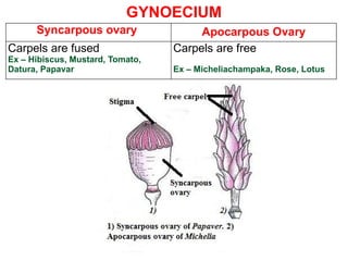 Syncarpous ovary Apocarpous Ovary
Carpels are fused
Ex – Hibiscus, Mustard, Tomato,
Datura, Papavar
Carpels are free
Ex – Micheliachampaka, Rose, Lotus
GYNOECIUM
 