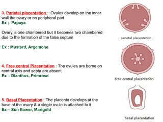 3. Parietal placentation : Ovules develop on the inner
wall the ovary or on peripheral part
Ex ; Papaya
Ovary is one chambered but it becomes two chambered
due to the formation of the false septum
Ex : Mustard, Argemone
4. Free central Placentation : The ovules are borne on
central axis and septa are absent
Ex – Dianthus, Primrose
5. Basal Placentation : The placenta develops at the
base of the ovary & a single ovule is attached to it
Ex – Sun flower, Marigold
 