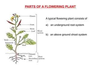 PARTS OF A FLOWERING PLANT
A typical flowering plant consists of
a) an underground root system
b) an above ground shoot system
 