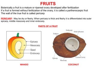 FRUITS
Botanically a fruit is a mature or ripened ovary developed after fertilization
If a fruit is formed without fertilization of the ovary, it is called a parthenocarpic fruit
The wall of the true fruit is called pericarp
PERICARP : May be dry or fleshy. When pericarp is thick and fleshy it is differentiated into outer
epicarp, middle mesocarp and inner endocarp.
PARTS OF A FRUIT
MANGO COCONUT
 