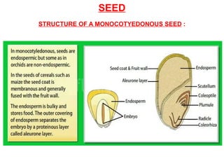 SEED
STRUCTURE OF A MONOCOTYEDONOUS SEED :
 