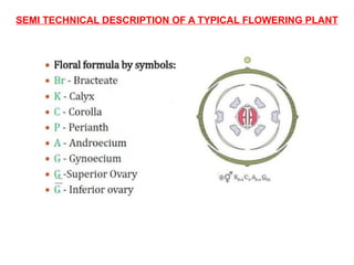 SEMI TECHNICAL DESCRIPTION OF A TYPICAL FLOWERING PLANT
 