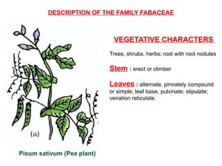 DESCRIPTION OF THE FAMILY FABACEAE
VEGETATIVE CHARACTERS
Trees, shrubs, herbs; root with root nodules
Stem : erect or climber
Leaves : alternate, pinnately compound
or simple; leaf base, pulvinate; stipulate;
venation reticulate.
Pisum sativum (Pea plant)
 