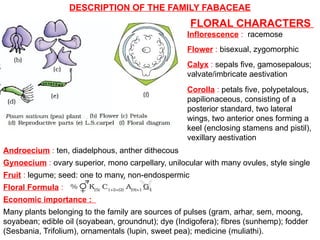 DESCRIPTION OF THE FAMILY FABACEAE
FLORAL CHARACTERS
Inflorescence : racemose
Flower : bisexual, zygomorphic
Calyx : sepals five, gamosepalous;
valvate/imbricate aestivation
Corolla : petals five, polypetalous,
papilionaceous, consisting of a
posterior standard, two lateral
wings, two anterior ones forming a
keel (enclosing stamens and pistil),
vexillary aestivation
Androecium : ten, diadelphous, anther dithecous
Gynoecium : ovary superior, mono carpellary, unilocular with many ovules, style single
Fruit : legume; seed: one to many, non-endospermic
Floral Formula :
Economic importance :
Many plants belonging to the family are sources of pulses (gram, arhar, sem, moong,
soyabean; edible oil (soyabean, groundnut); dye (Indigofera); fibres (sunhemp); fodder
(Sesbania, Trifolium), ornamentals (lupin, sweet pea); medicine (muliathi).
 