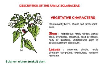 DESCRIPTION OF THE FAMILY SOLANACEAE
VEGETATIVE CHARACTERS
Plants mostly herbs, shrubs and rarely small
trees
Stem : herbaceous rarely woody, aerial;
erect, cylindrical, branched, solid or hollow,
hairy or glabrous, underground stem in
potato (Solanum tuberosum)
Leaves : alternate, simple, rarely
pinnately compound, exstipulate; venation
reticulate.
Solanum nigrum (makoi) plant
 
