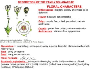 DESCRIPTION OF THE FAMILY SOLANACEAE
FLORAL CHARACTERS
Inflorescence : Solitary, axillary or cymose as in
Solanum
Flower :bisexual, actinomorphic
Calyx : sepals five, united, persistent, valvate
aestivation
Corolla : petals five, united; valvate aestivation
Androecium : stamens five, epipetalous
Gynoecium : : bicarpellary, syncarpous; ovary superior, bilocular, placenta swollen with
many ovules
Fruit : berry or capsule
Seed: many, endospermous
Floral Formula :
Economic importance : Many plants belonging to this family are source of food
(tomato, brinjal, potato), spice (chilli); medicine (belladonna, ashwagandha); fumigatory
(tobacco); ornamentals (petunia)
 