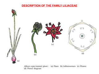 DESCRIPTION OF THE FAMILY LILIACEAE
 