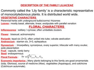 DESCRIPTION OF THE FAMILY LILIACEAE
Commonly called the ‘Lily family’ is a characteristic representative
of monocotyledonous plants. It is distributed world wide.
VEGETATIVE CHARACTERS
Perennial herbs with underground bulbs/corms/ rhizomes
Leaves : mostly basal, alternate, linear, exstipulate with parallel venation
FLORAL CHARACTERS
Inflorescence : solitary / cymose; often umbellate clusters
Flower : bisexual; actinomorphic
Perianth: tepal six (3+3), often united into tube; valvate aestivation
Androecium : stamen six, 3+3, epitepalous
Gynoecium : : tricarpellary, syncarpous, ovary superior, trilocular with many ovules;
axile placentation
Fruit : capsule, rarely berry
Seed: endospermous
Floral Formula :
Economic importance : Many plants belonging to this family are good ornamentals
(tulip, Gloriosa), source of medicine (Aloe), vegetables (Asparagus), and colchicine
(Colchicum autumnale).
 
