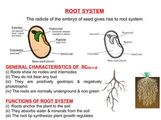ROOT SYSTEM
The radicle of the embryo of seed gives rise to root system
GENERAL CHARACTERISTICS OF ROOTS
(i) Roots show no nodes and internodes
(ii) They do not bear any bud
(iii) They are positively geotropic & negatively
phototrophic
(iv) The roots are normally underground & non green
FUNCTIONS OF ROOT SYSTEM
(i) Roots anchor the plant to the soil
(ii) They absorbs water & minerals from the soil
(iii) The root tip synthesize plant growth regulates
 