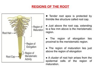 REGIONS OF THE ROOT
● Tender root apex is protected by
thimble like structure called root cap.
● Just above the root cap, extending
to a few mm above is the meristematic
region.
● The region of elongation lies
proximal to the meristematic region.
● The region of maturation lies just
above the region of elongation
● A cluster of root hair arises from the
epidermal cells of the region of
maturation.
 