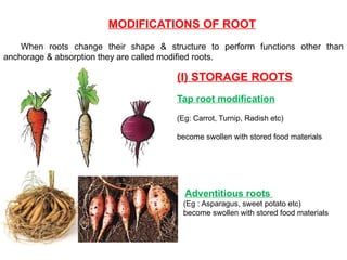 MODIFICATIONS OF ROOT
When roots change their shape & structure to perform functions other than
anchorage & absorption they are called modified roots.
(I) STORAGE ROOTS
Tap root modification
(Eg: Carrot, Turnip, Radish etc)
become swollen with stored food materials
Adventitious roots
(Eg : Asparagus, sweet potato etc)
become swollen with stored food materials
 