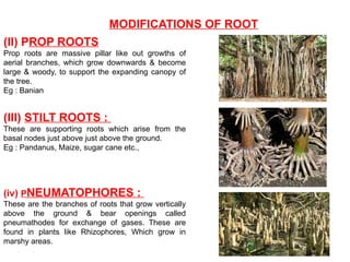 MODIFICATIONS OF ROOT
(II) PROP ROOTS
Prop roots are massive pillar like out growths of
aerial branches, which grow downwards & become
large & woody, to support the expanding canopy of
the tree.
Eg : Banian
(III) STILT ROOTS :
These are supporting roots which arise from the
basal nodes just above just above the ground.
Eg : Pandanus, Maize, sugar cane etc.,
(iv) PNEUMATOPHORES :
These are the branches of roots that grow vertically
above the ground & bear openings called
pneumathodes for exchange of gases. These are
found in plants like Rhizophores, Which grow in
marshy areas.
 