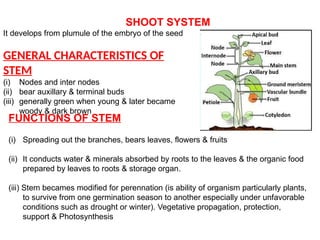 SHOOT SYSTEM
It develops from plumule of the embryo of the seed
GENERAL CHARACTERISTICS OF
STEM
(i) Nodes and inter nodes
(ii) bear auxillary & terminal buds
(iii) generally green when young & later became
woody & dark brown
FUNCTIONS OF STEM
(i) Spreading out the branches, bears leaves, flowers & fruits
(ii) It conducts water & minerals absorbed by roots to the leaves & the organic food
prepared by leaves to roots & storage organ.
(iii) Stem becames modified for perennation (is ability of organism particularly plants,
to survive from one germination season to another especially under unfavorable
conditions such as drought or winter). Vegetative propagation, protection,
support & Photosynthesis
 