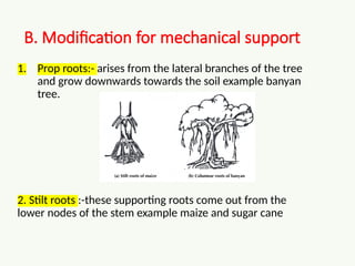 Support Root Modification Comprehensive Morphology of Flowering Plants: Roots, Stems, Leaves, and ...
