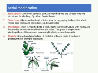 Stem Modification Common Comprehensive Morphology of Flowering Plants: Roots, Stems, Leaves, and ...