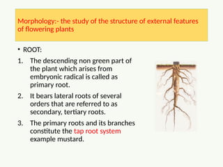 Tertiary Roots Comprehensive Morphology of Flowering Plants: Roots, Stems, Leaves, and ...