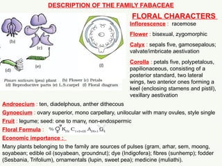 Comprehensive Morphology of Flowering Plants: Roots, Stems, Leaves, and ...