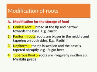 Comprehensive Morphology of Flowering Plants: Roots, Stems, Leaves, and ...