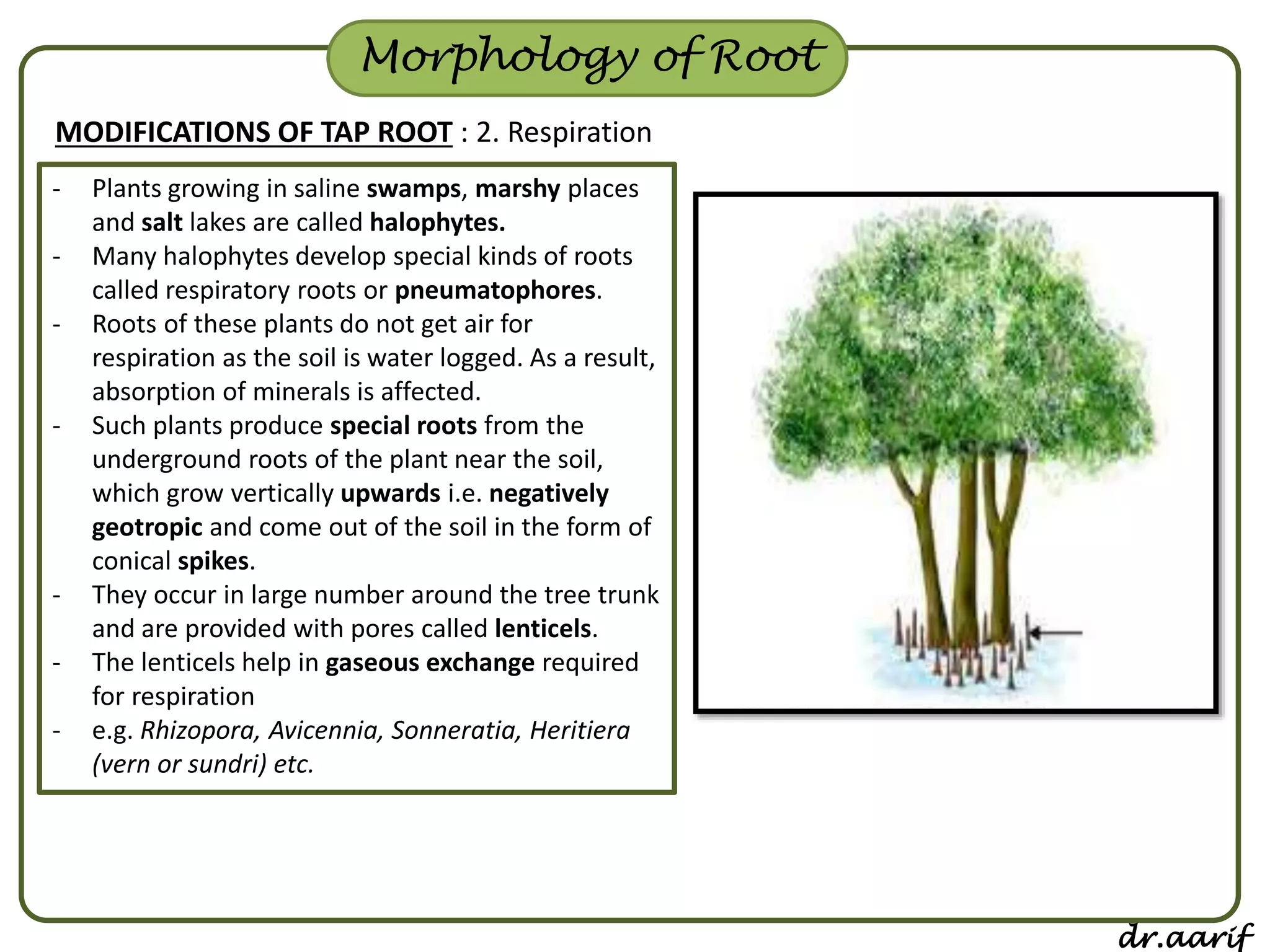 Taproot Modifications Morphology Of Flowering Plants | PDF
