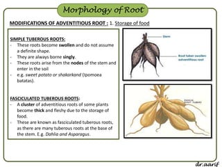 Modified Root Structure Labeled Morphology Of Flowering Plants | PDF