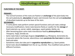 Preformed Roots Morphology Of Flowering Plants | PDF