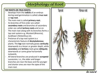 Morphology Of Flowering Plants | PDF