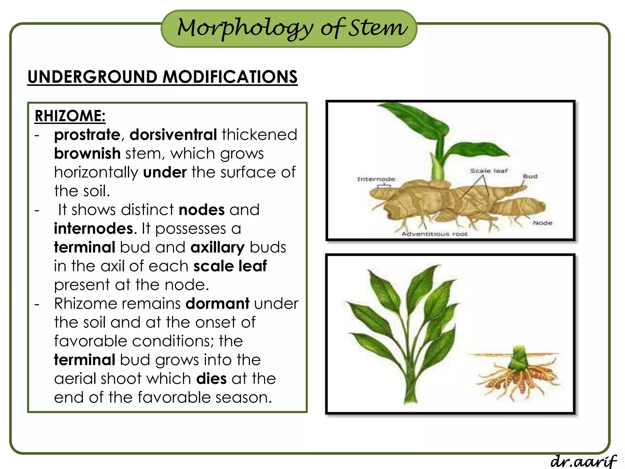 Morphology of flowering plants - I (root, stem & leaf) | PPSX