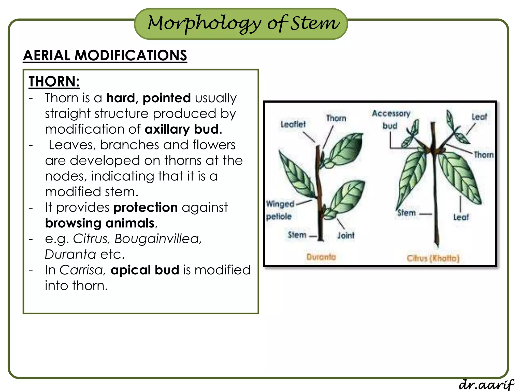 Morphology of flowering plants - I (root, stem & leaf) | PPSX
