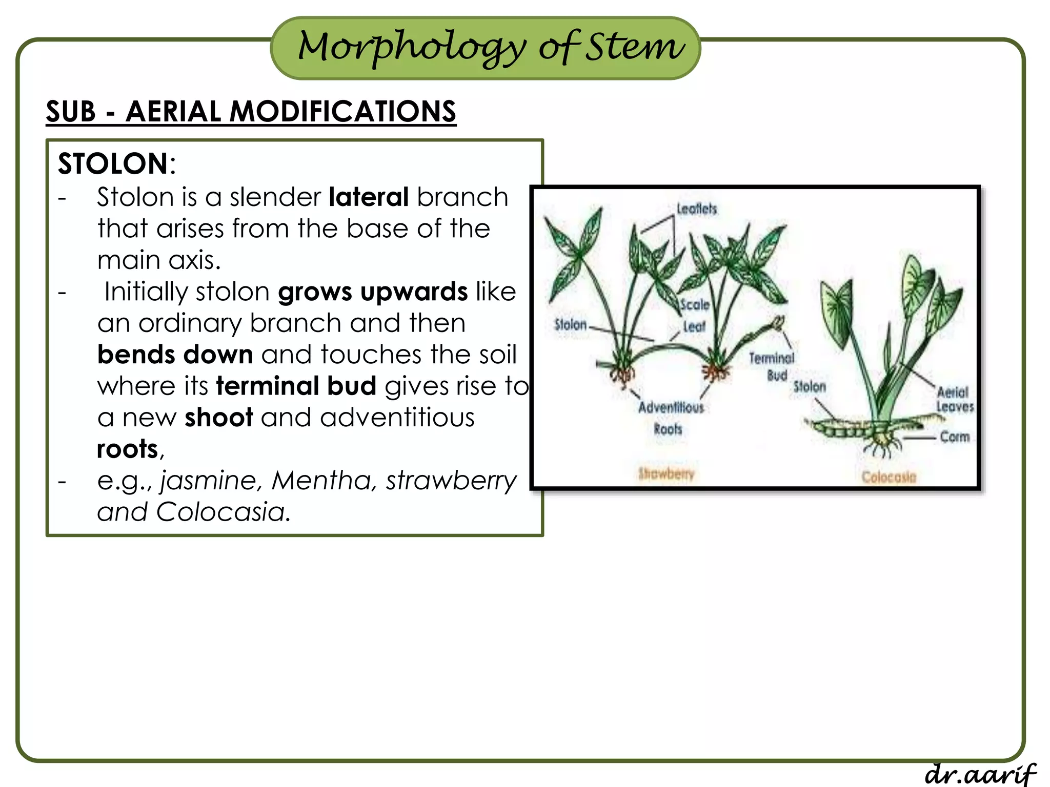Morphology of flowering plants - I (root, stem & leaf) | PPSX