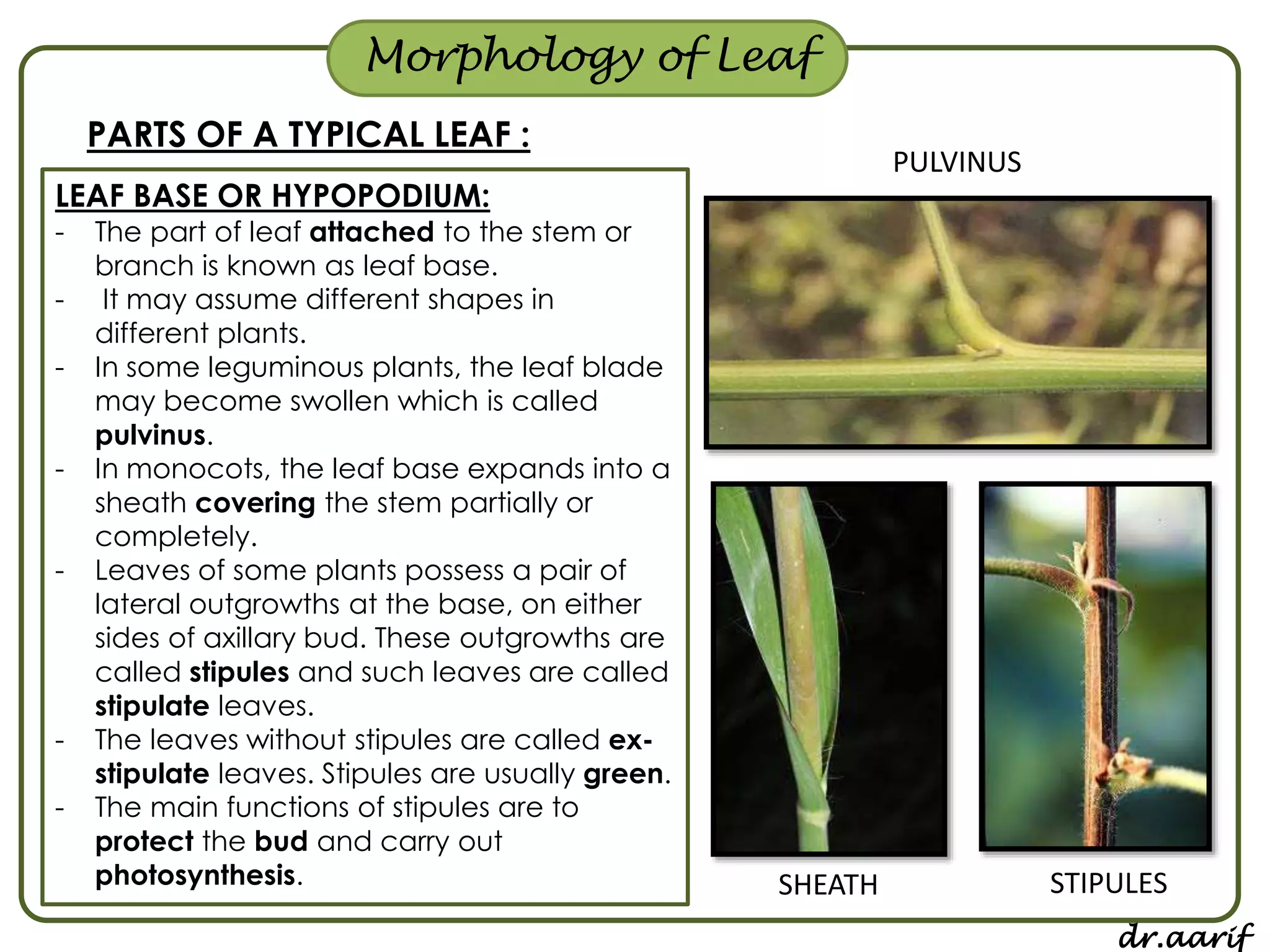 Morphology of flowering plants - I (root, stem & leaf) | PPSX