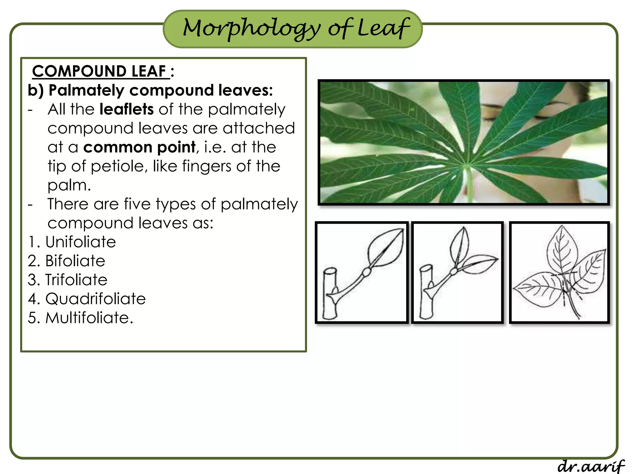 Morphology of flowering plants - I (root, stem & leaf) | PPSX
