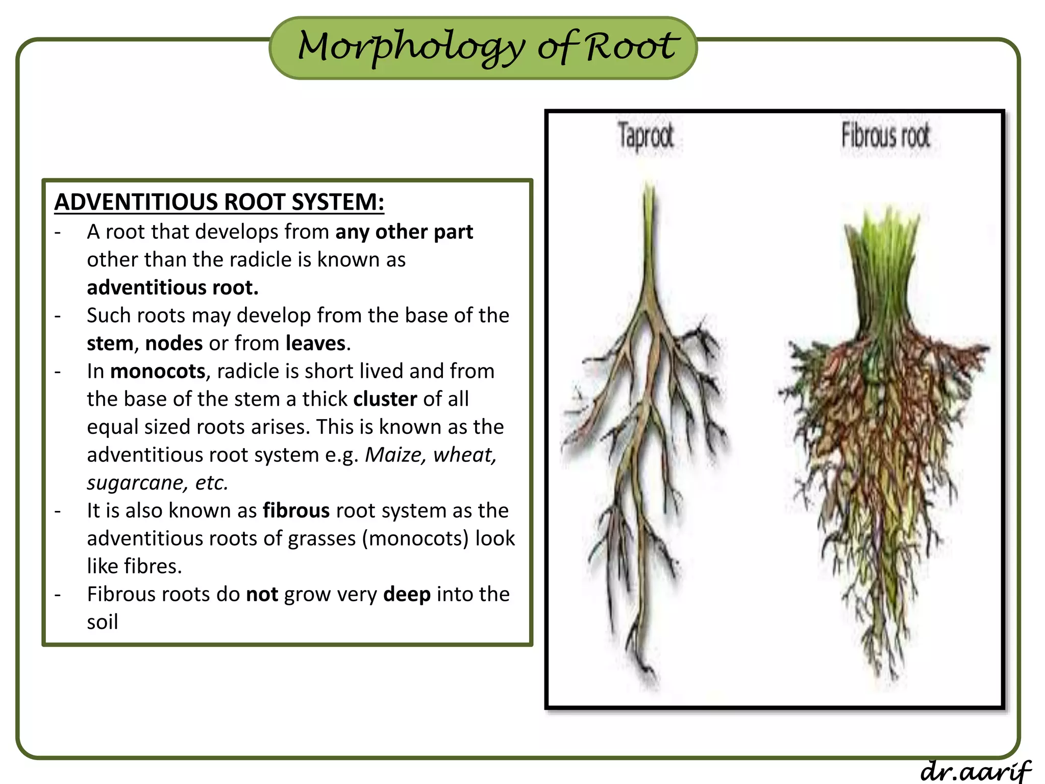 Morphology of flowering plants - I (root, stem & leaf) | PPSX